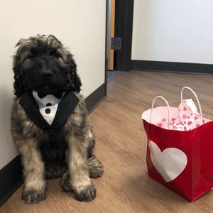 Meet your Posher, Anne